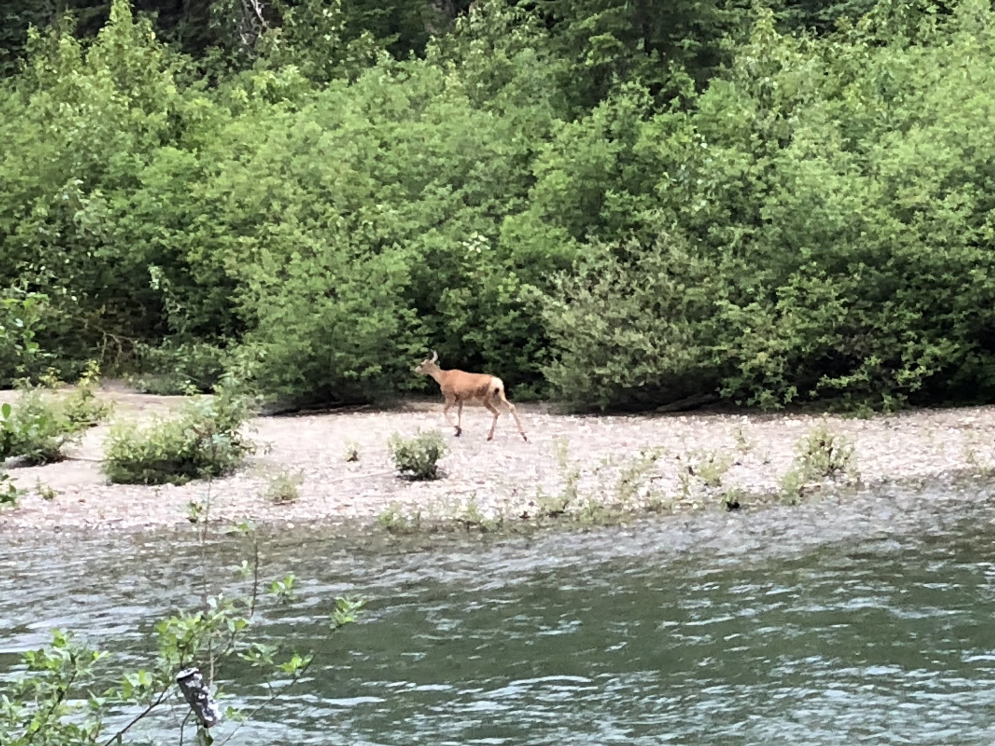 Atkinson Flat Campground