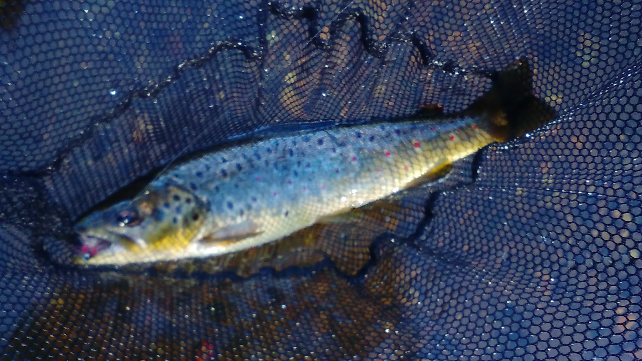 Au Sable Loop Campground And Day Use Area