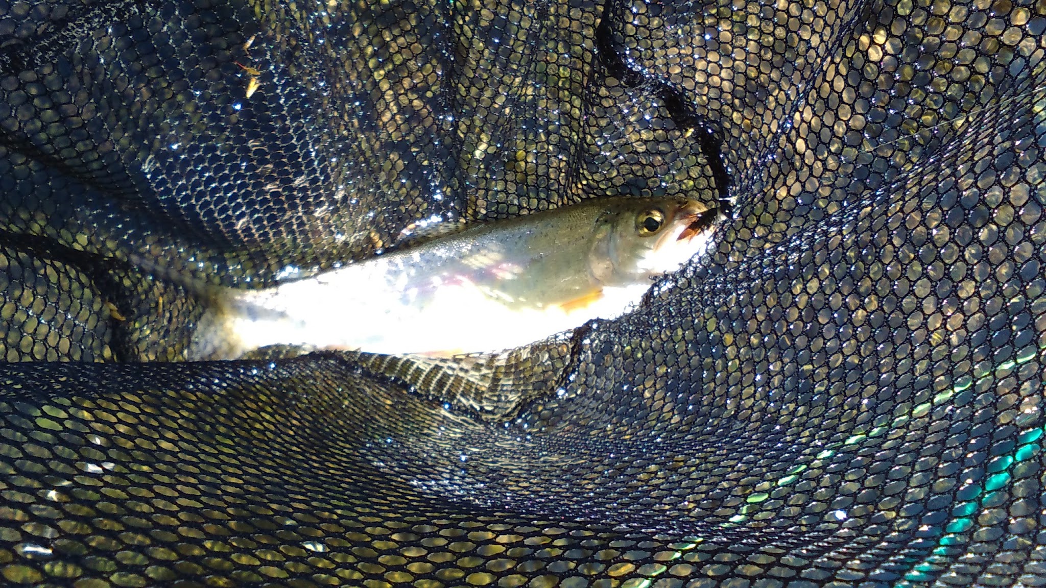 Au Sable Loop Campground And Day Use Area