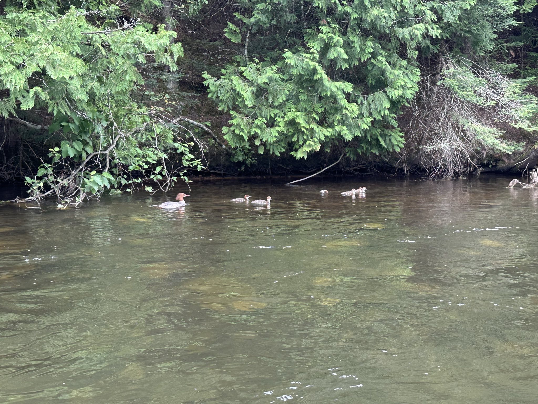 Au Sable Loop Campground And Day Use Area
