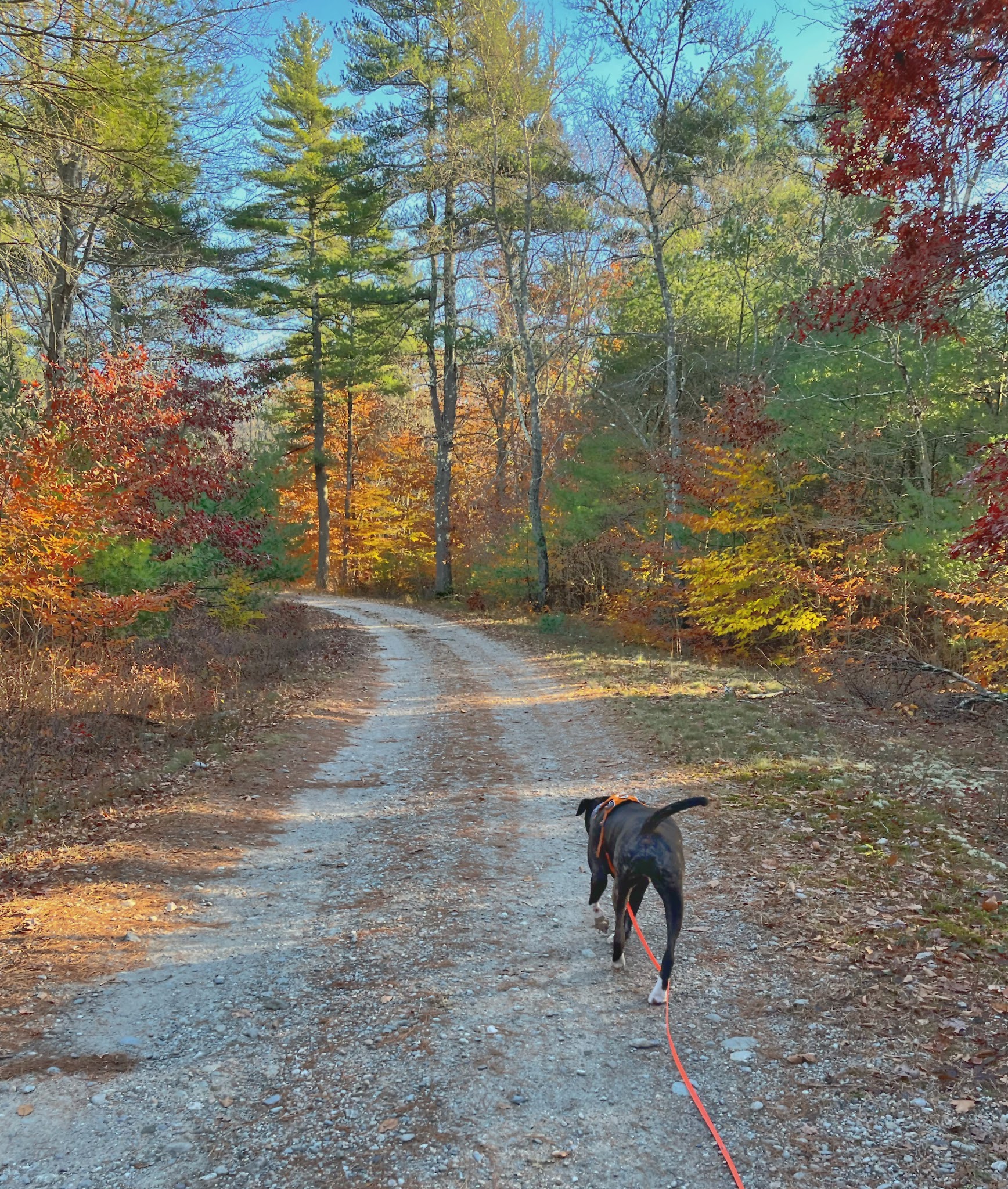 Freetown State Forest