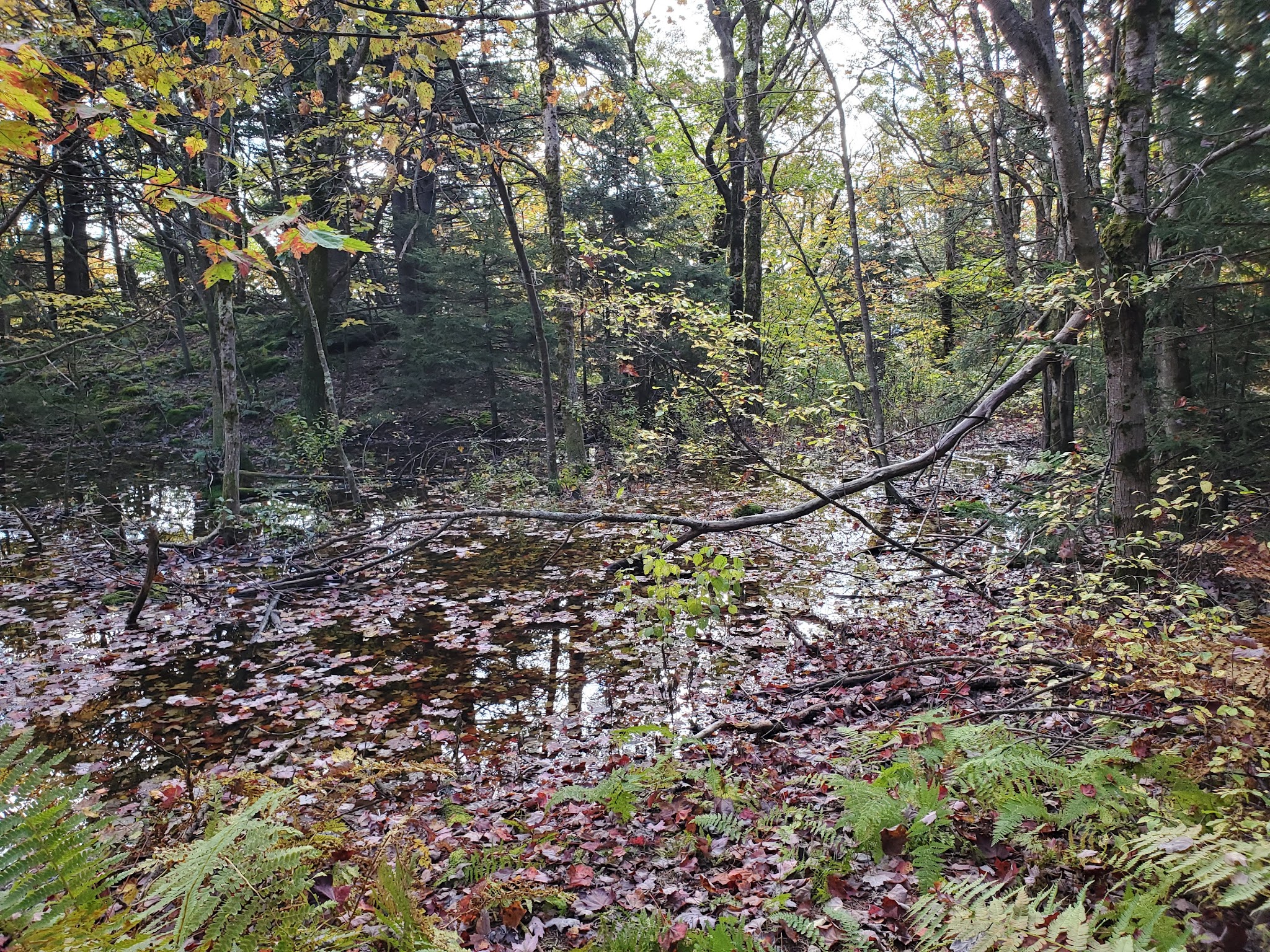 Mt. Greylock State Reservation