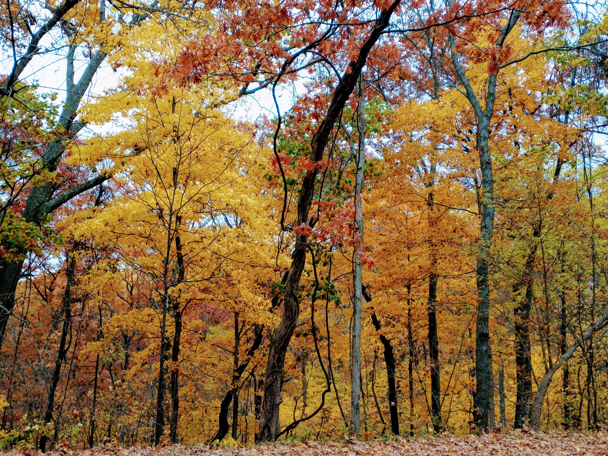 Dr. Edmund A. Babler Memorial State Park Campground