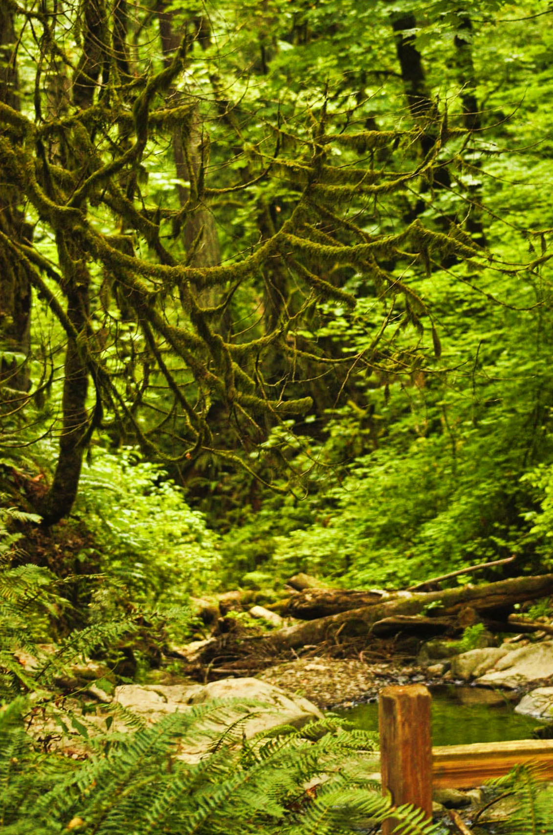 Balch Creek Forest Natural Crup Campground