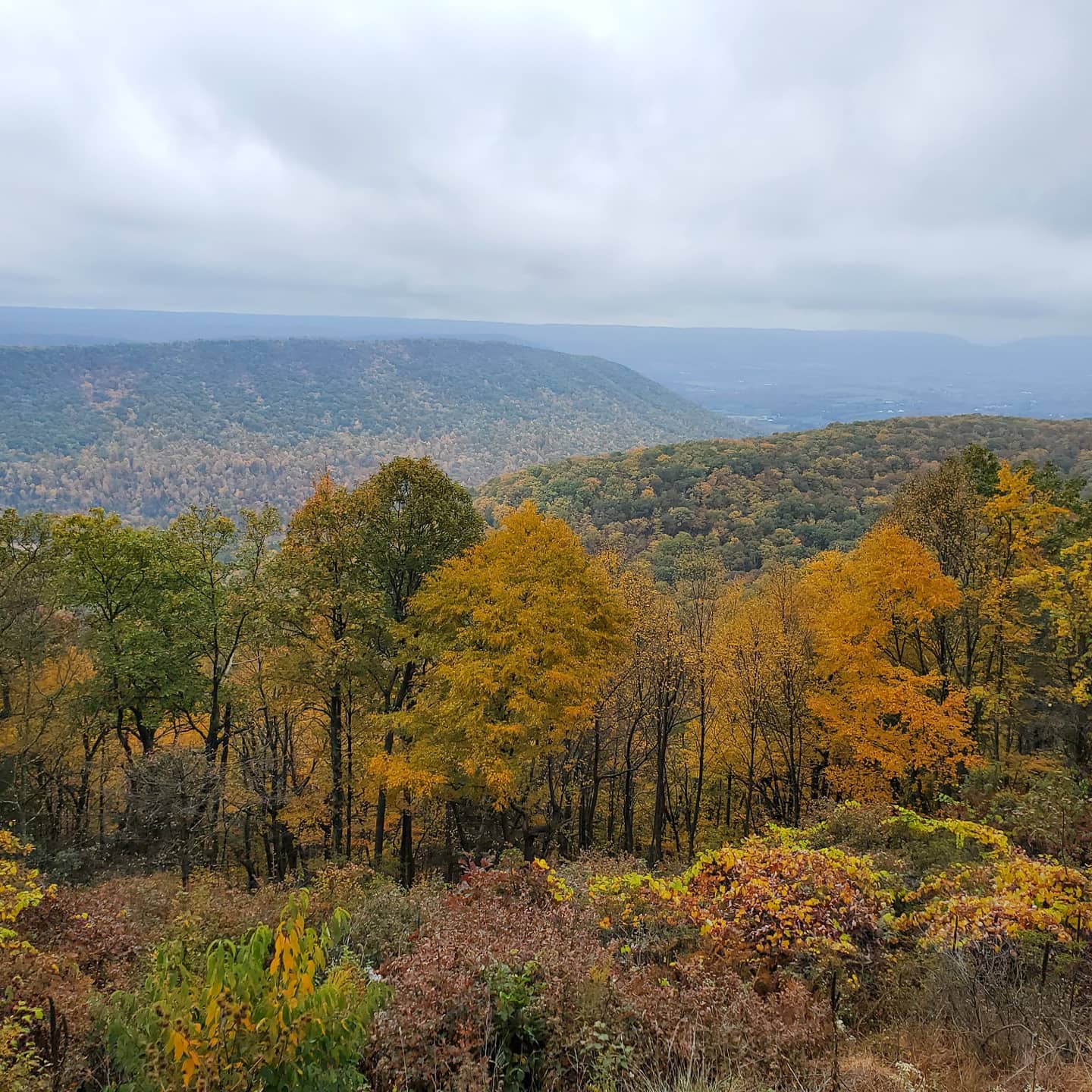 Bald Eagle State Forest