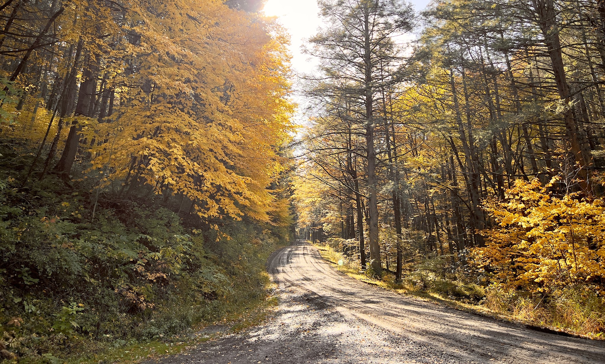 Bald Eagle State Forest
