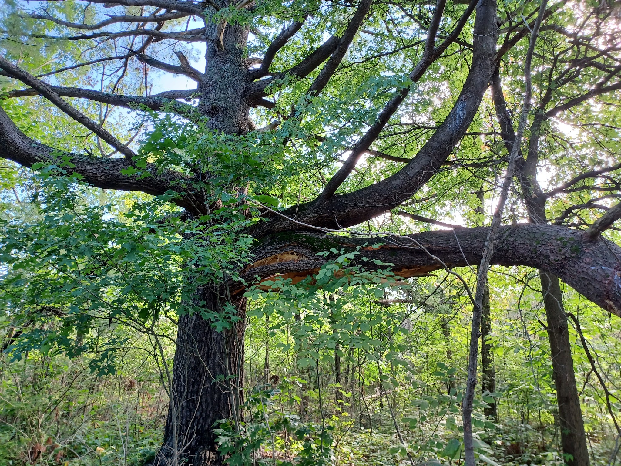 Bald Eagle State Park