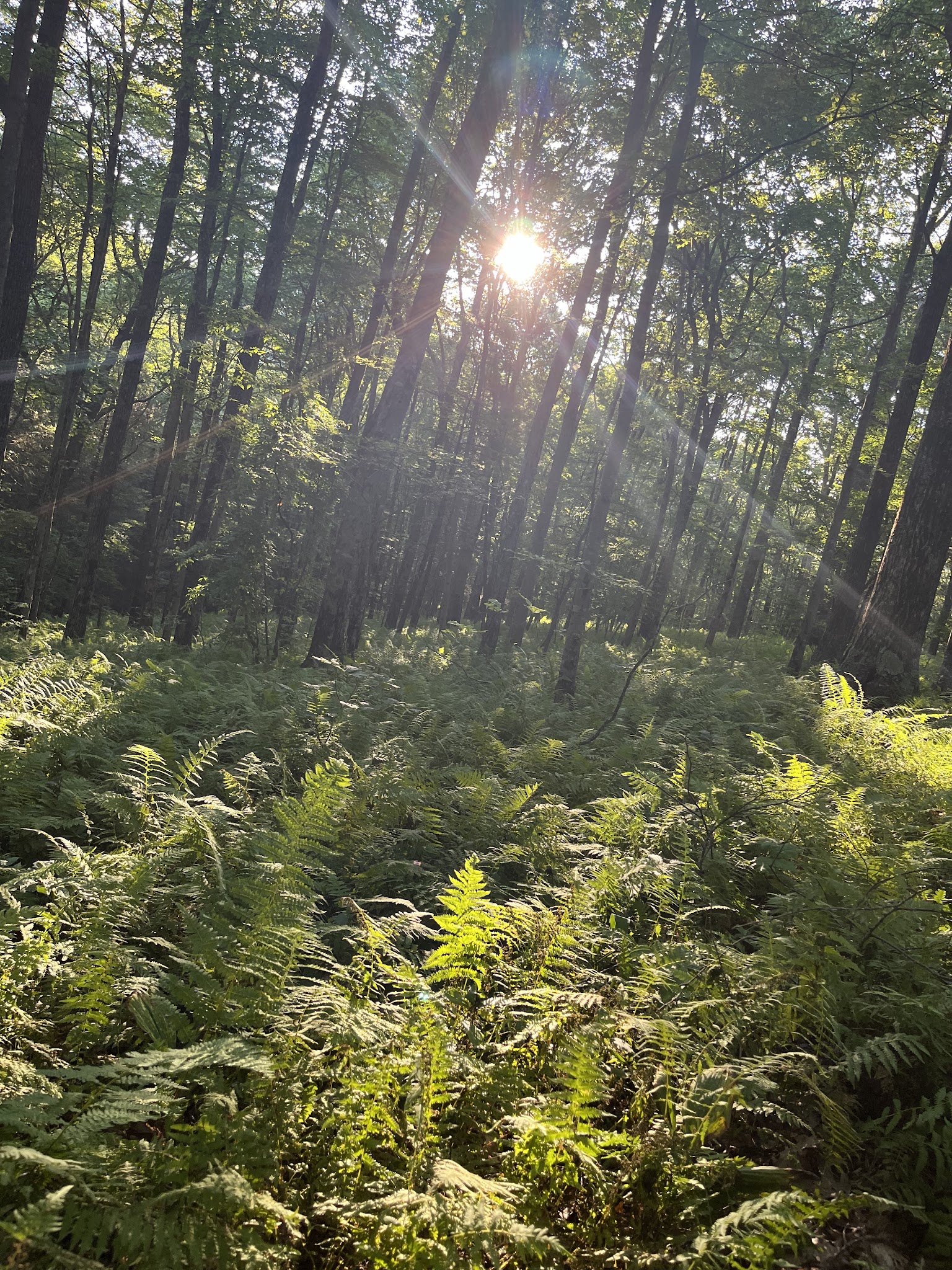Ball Field Dispersed Camping Area