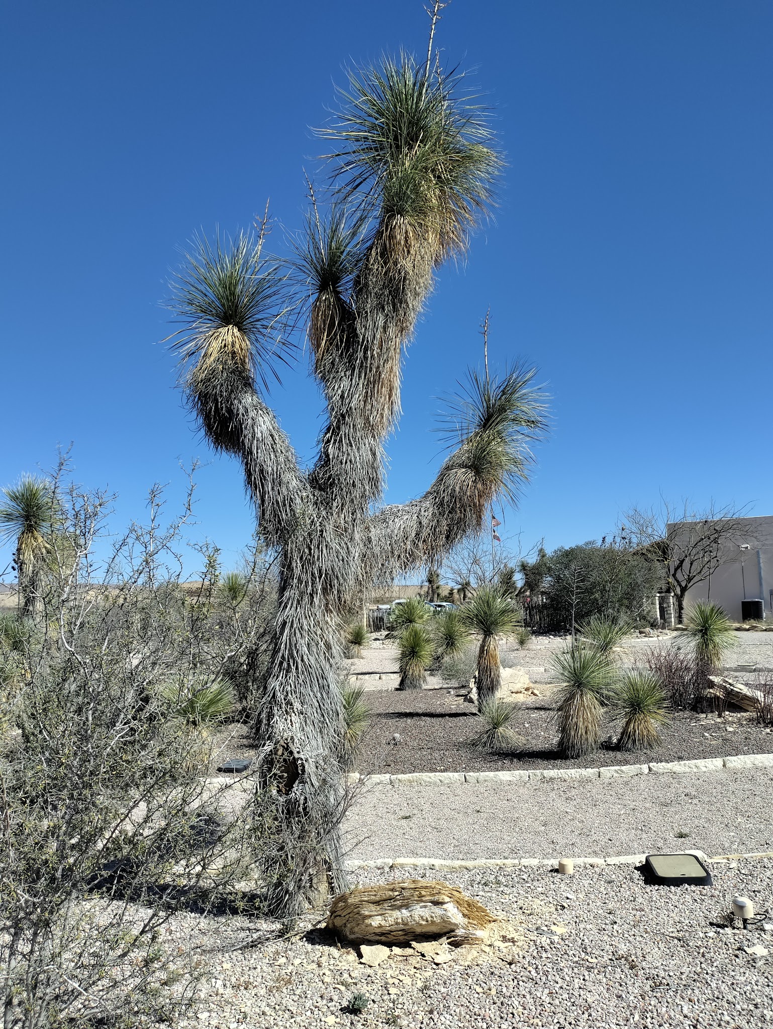 Barton Warnock Visitor Center
