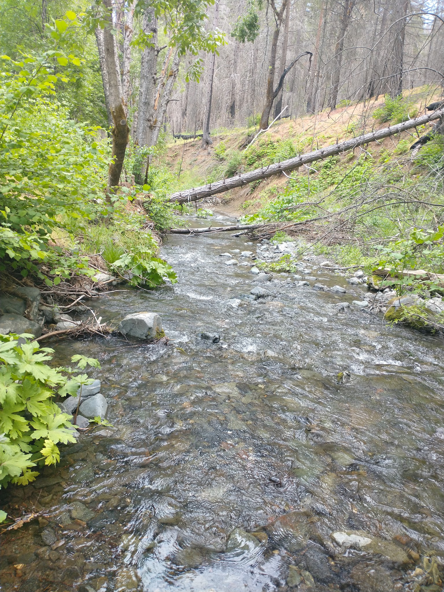 Basin Gulch Campground