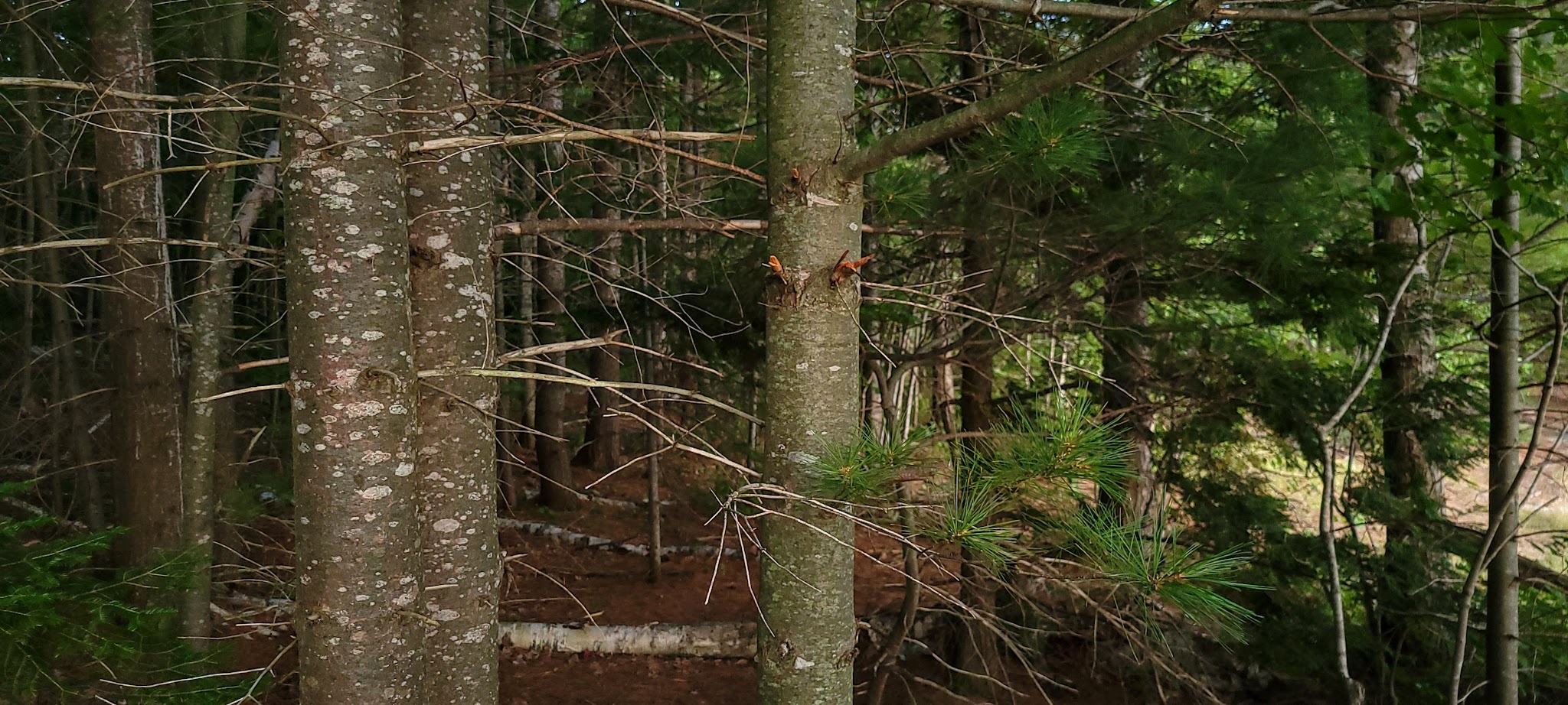 Bass Lake State Forest Campground (Luce)