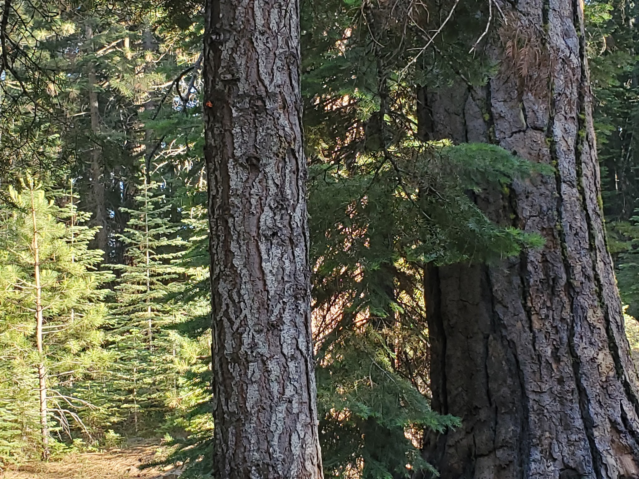 Battle Creek Campground