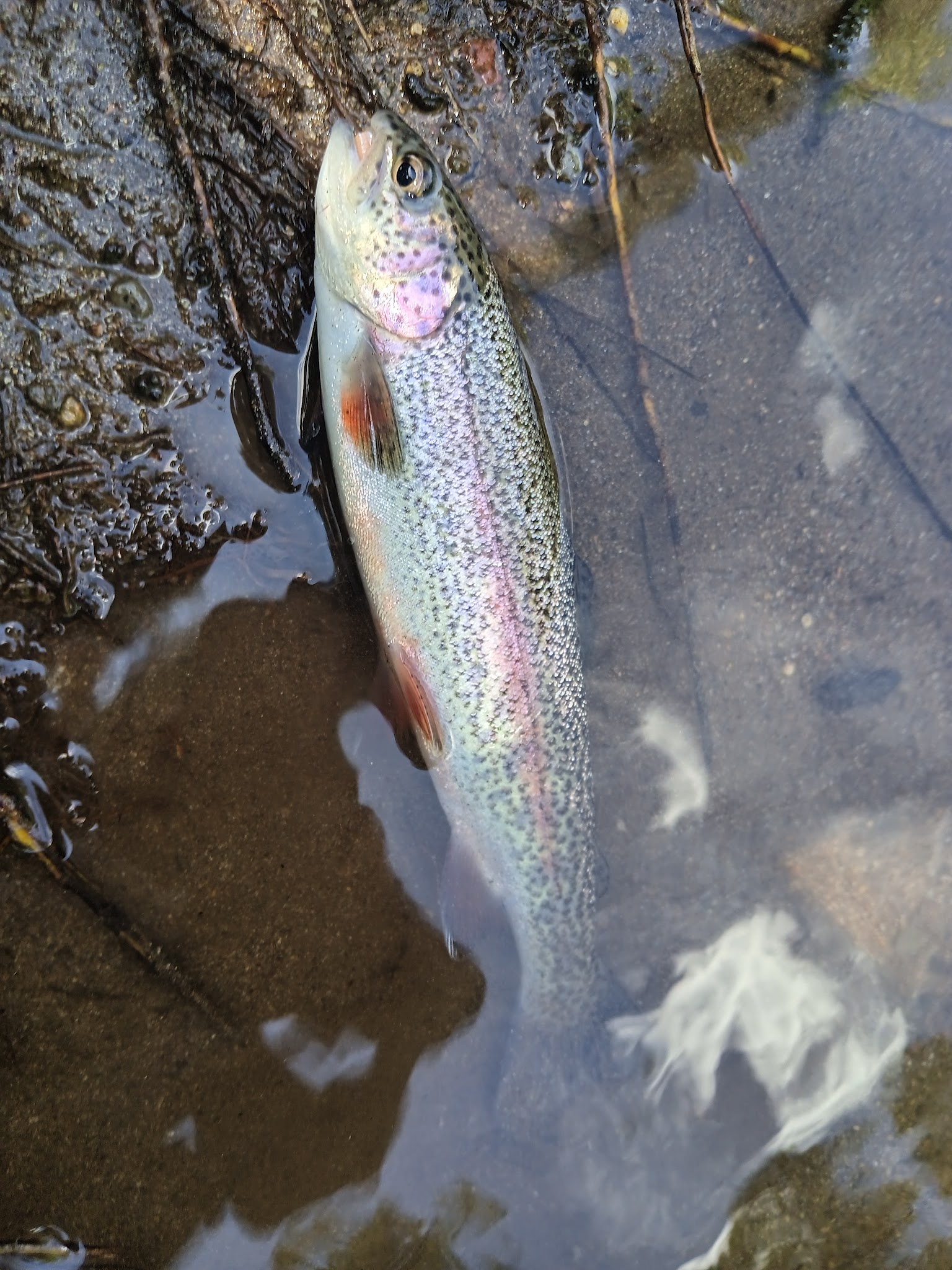 Battle Creek Campground