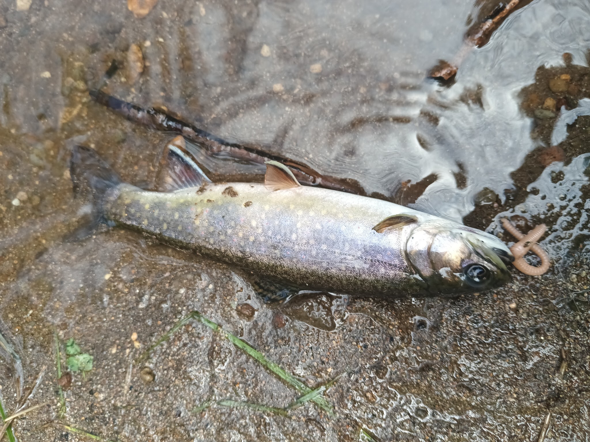 Battle Creek Campground