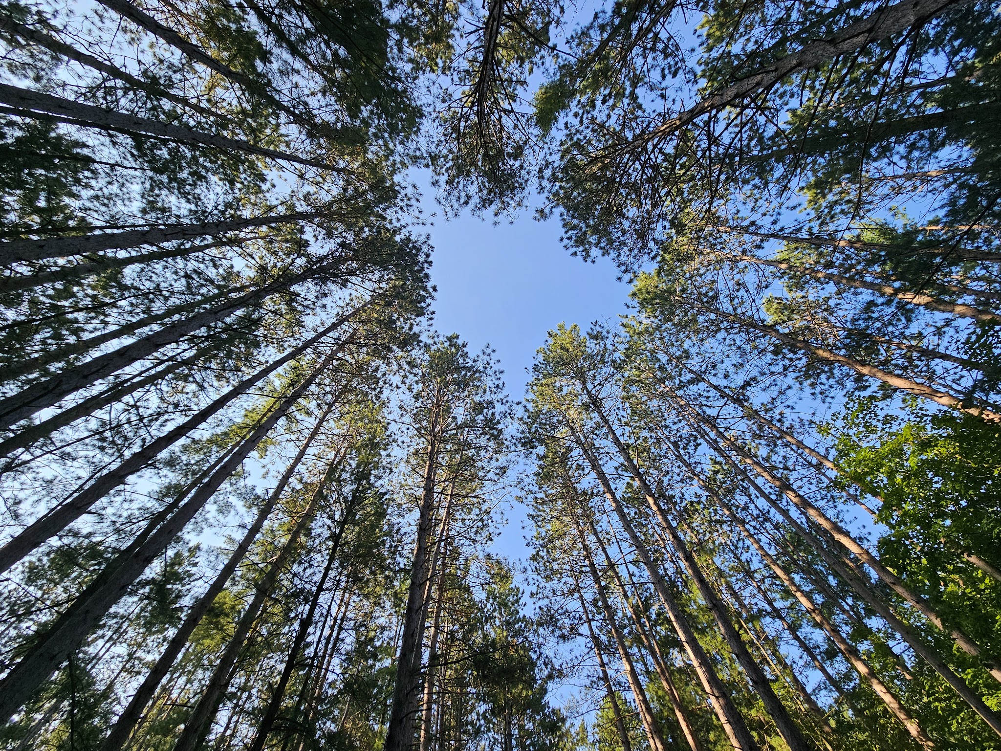Baxter Bridge State Forest Campground