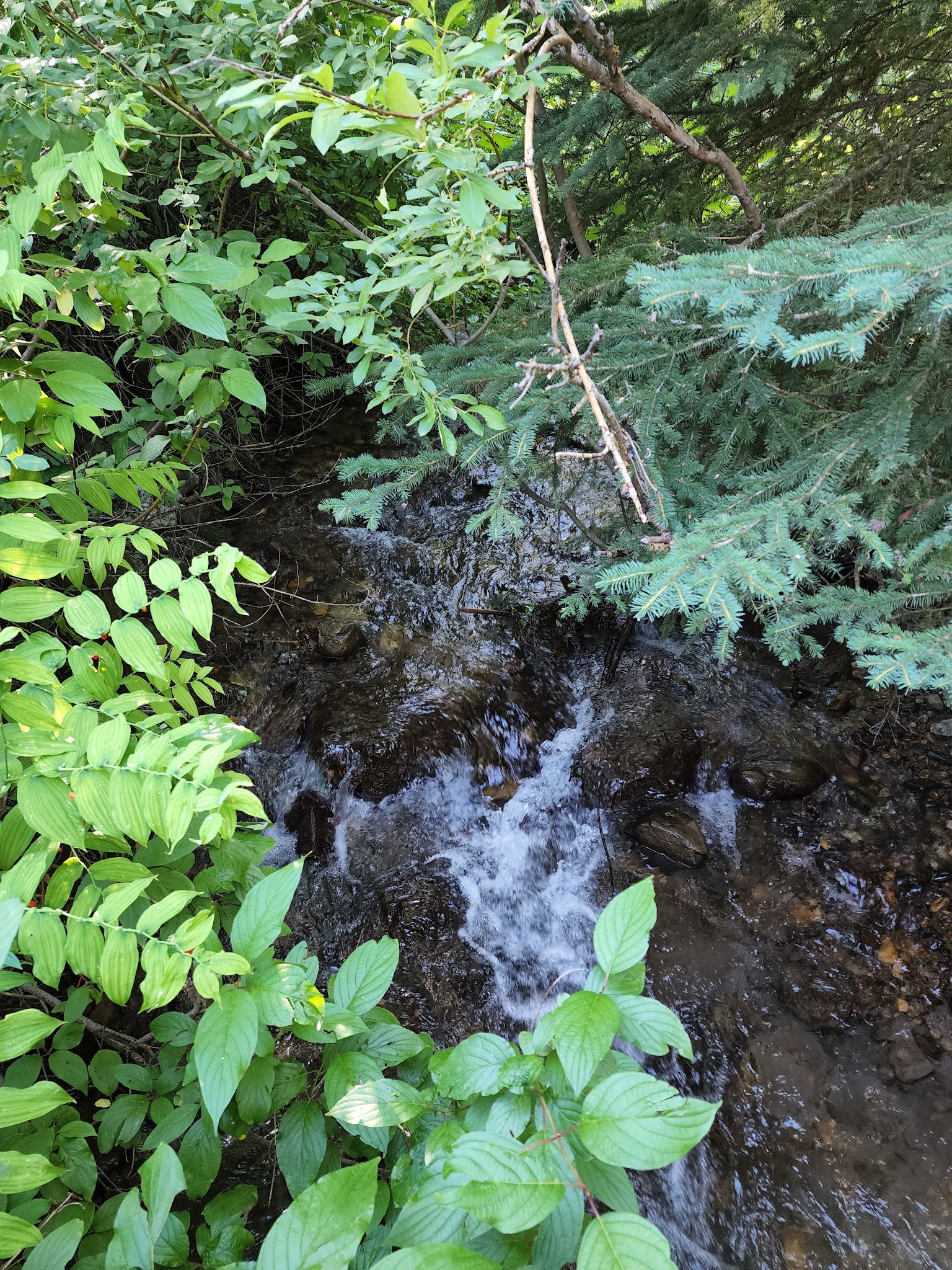 Bear Creek Bunkhouse (Beaverhead-Deerlodge National Forest, Mt)