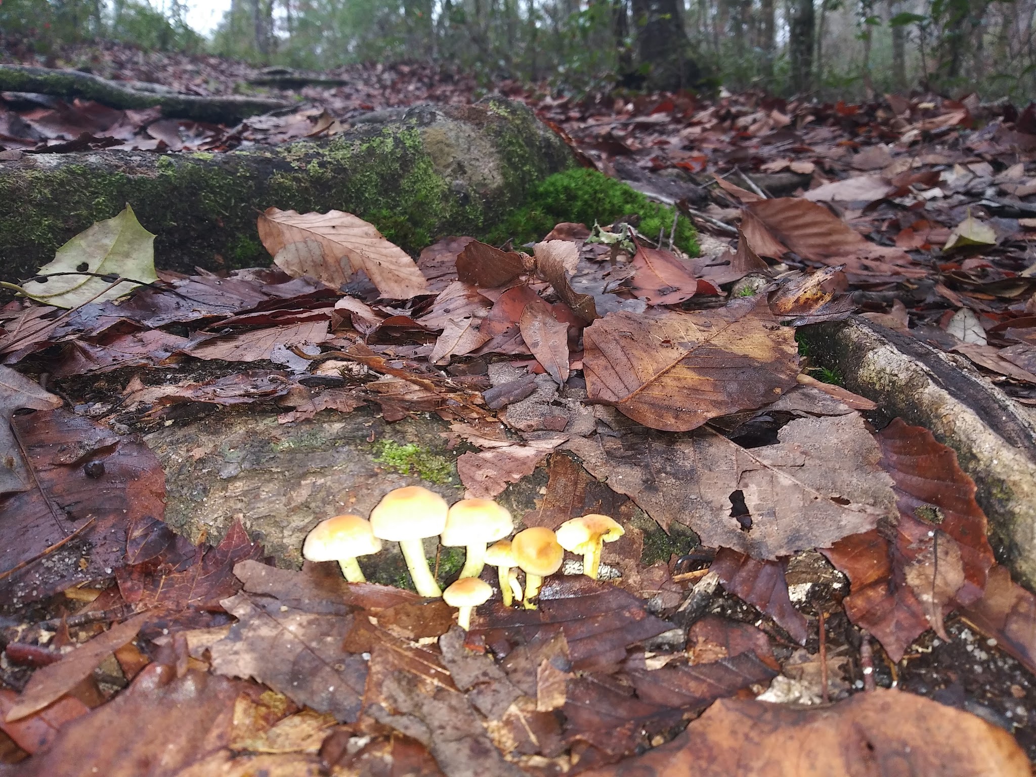 Bear Creek  Group Camp Lake Talquin State Forest