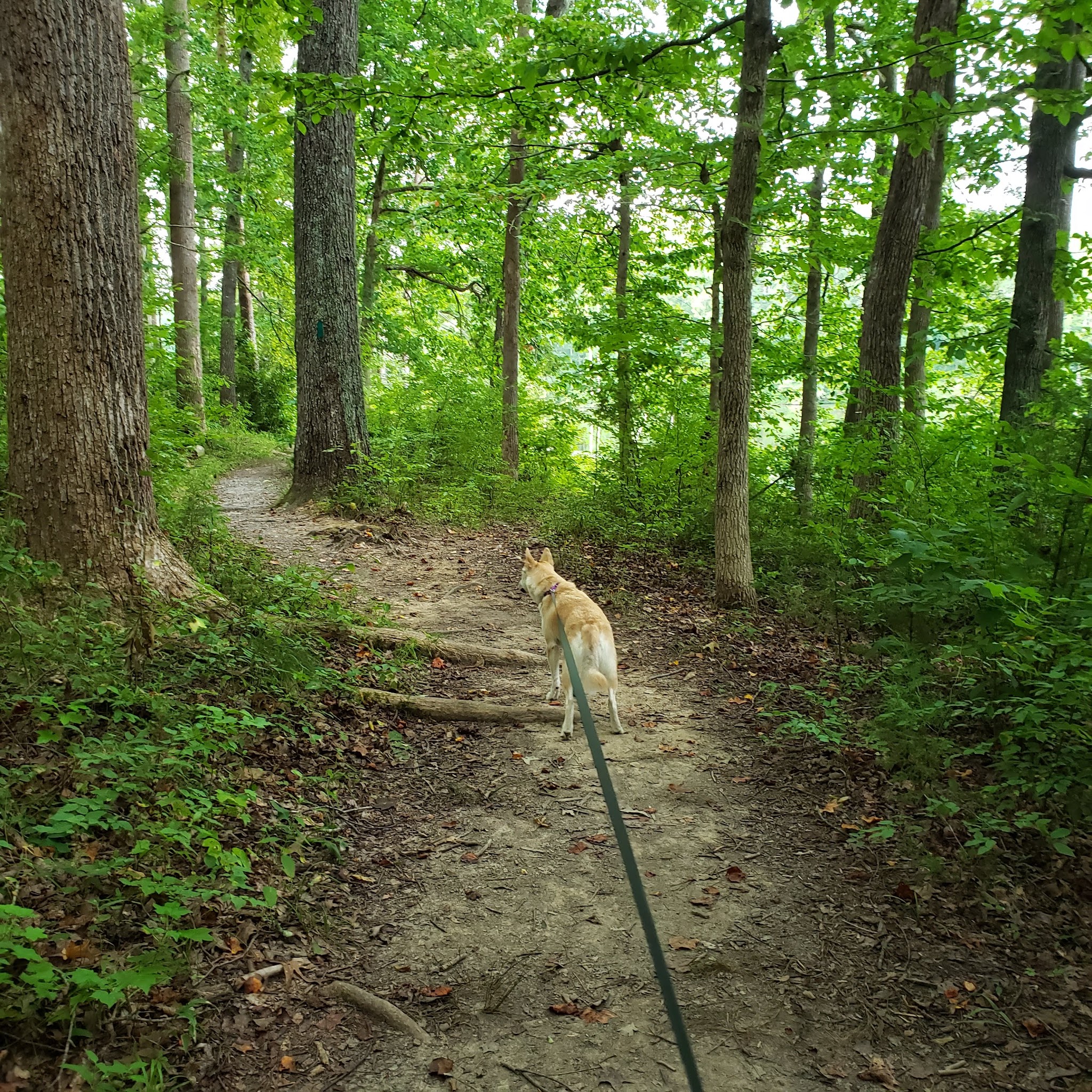 Black Oak Campground