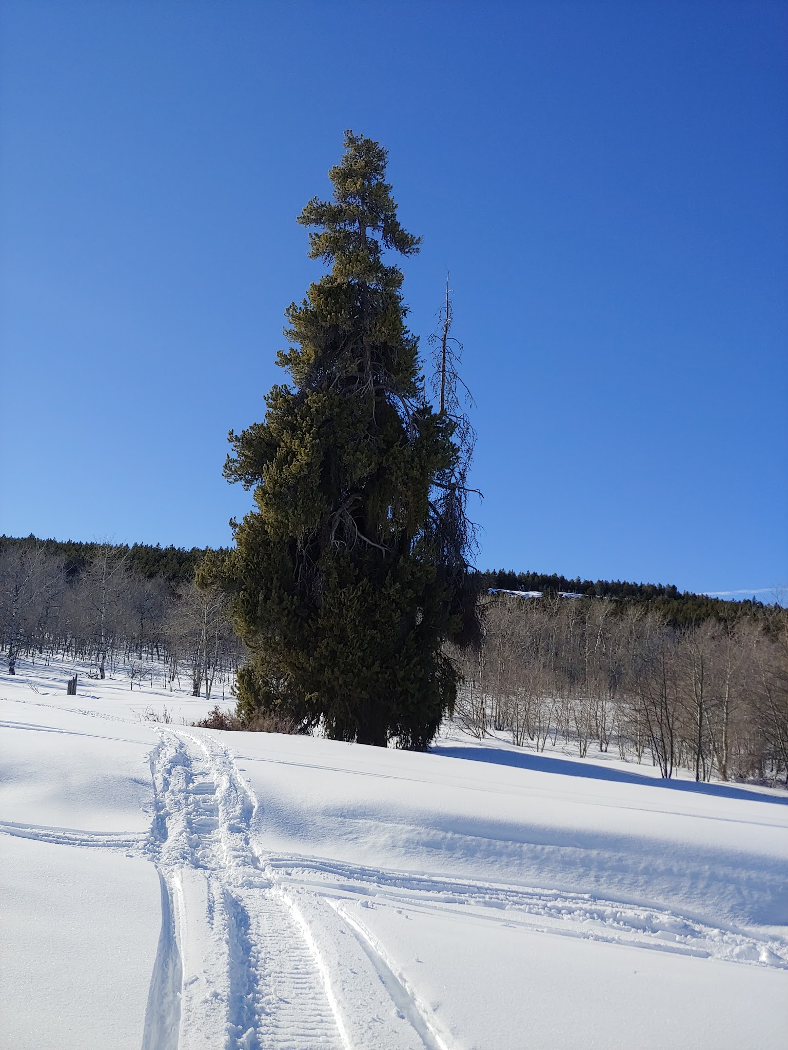 Bear Gulch Campground
