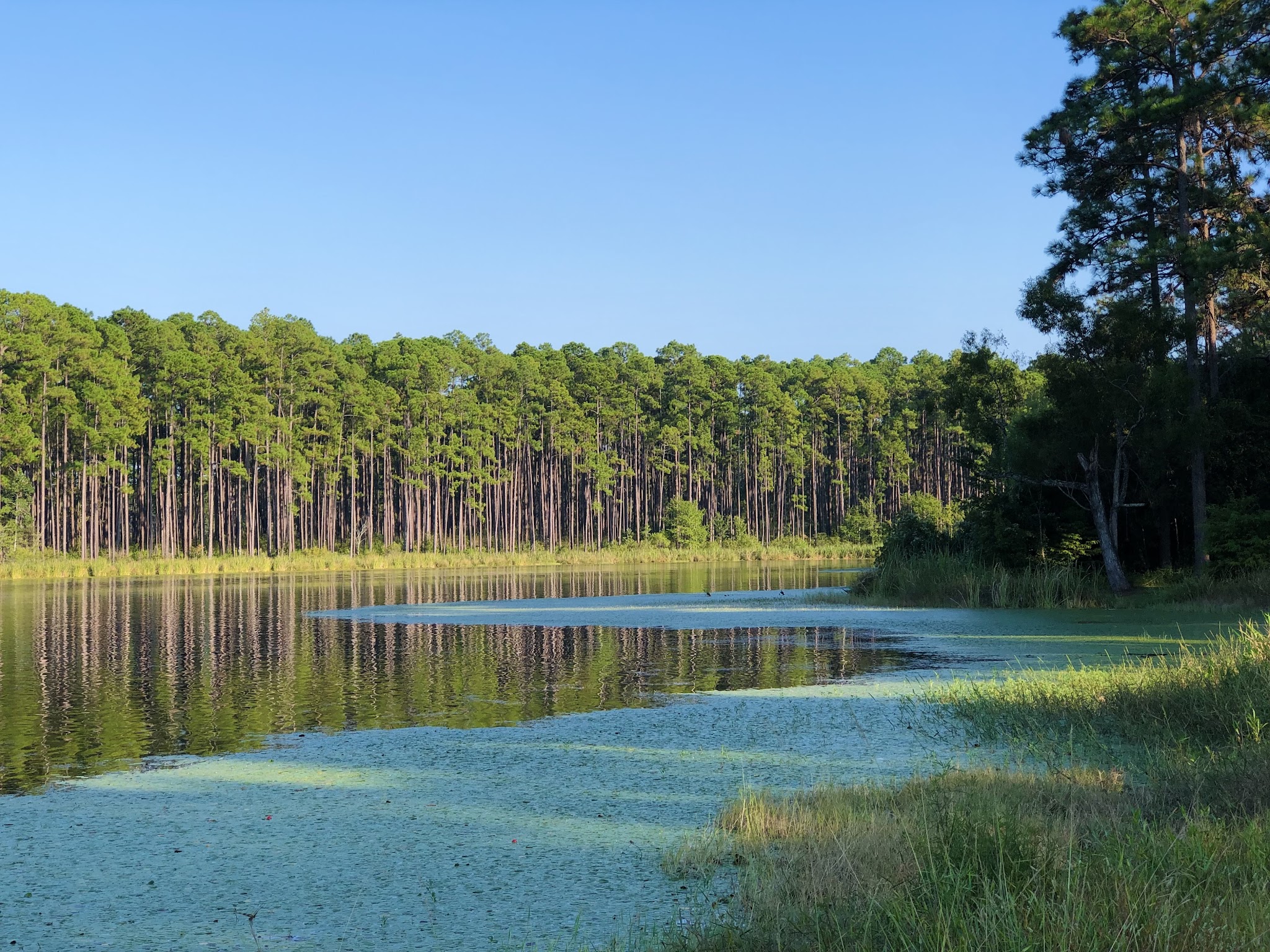 Bear Lake Campground Blackwater River State Forest