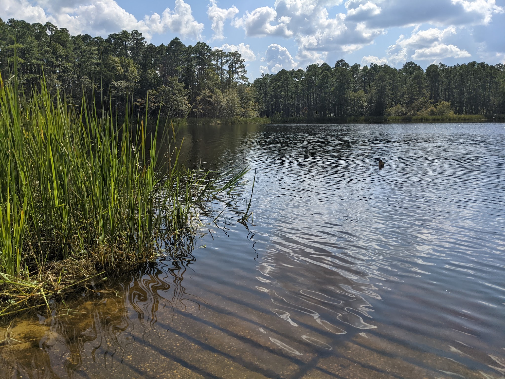 Bear Lake Campground Blackwater River State Forest