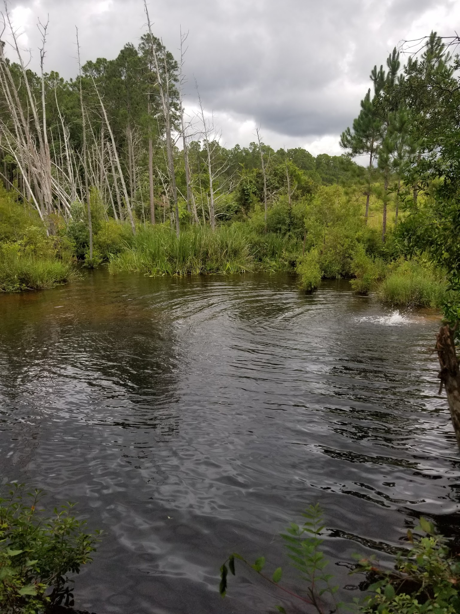 Bear Lake Campground Blackwater River State Forest