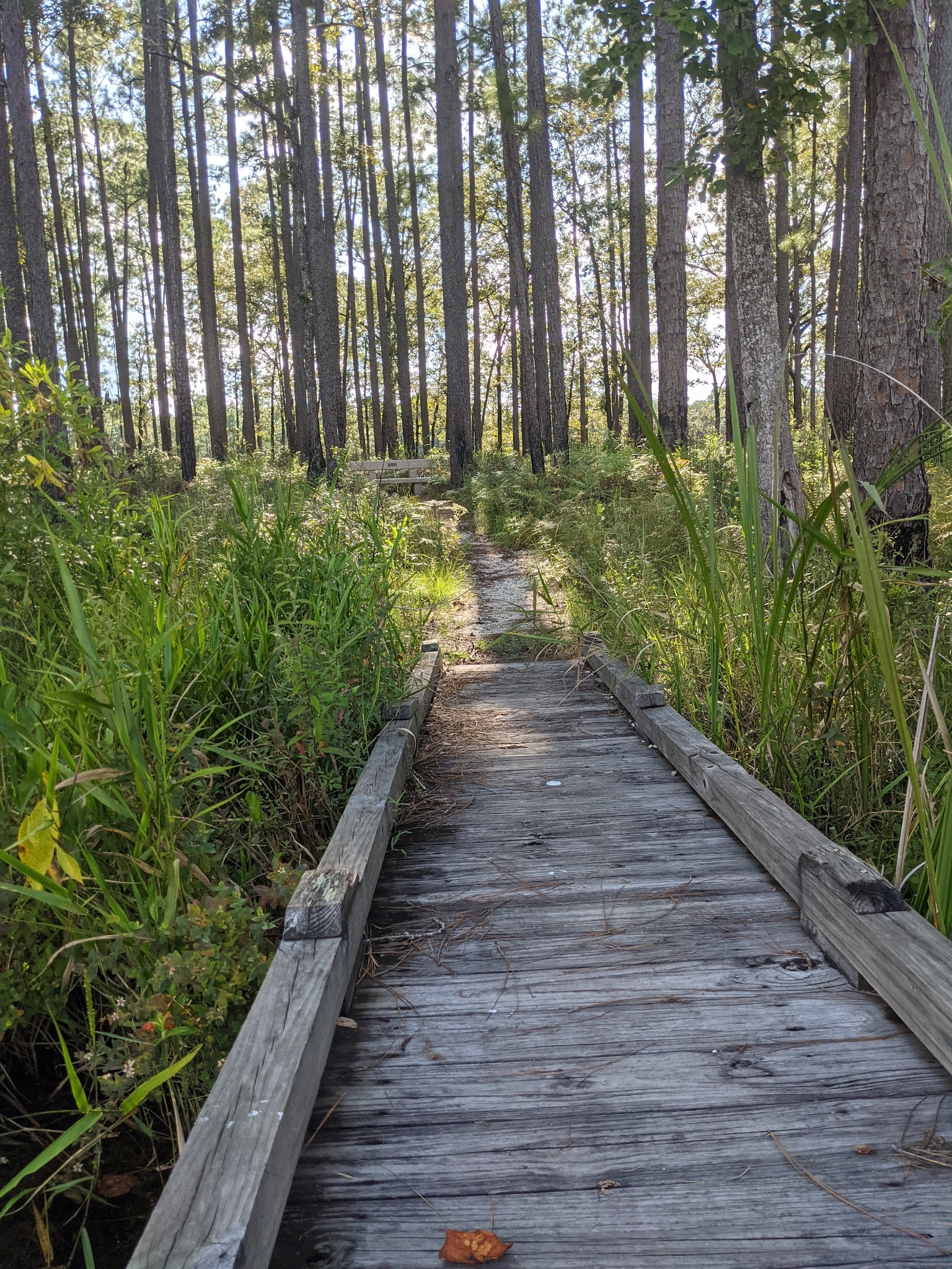 Bear Lake Campground Blackwater River State Forest