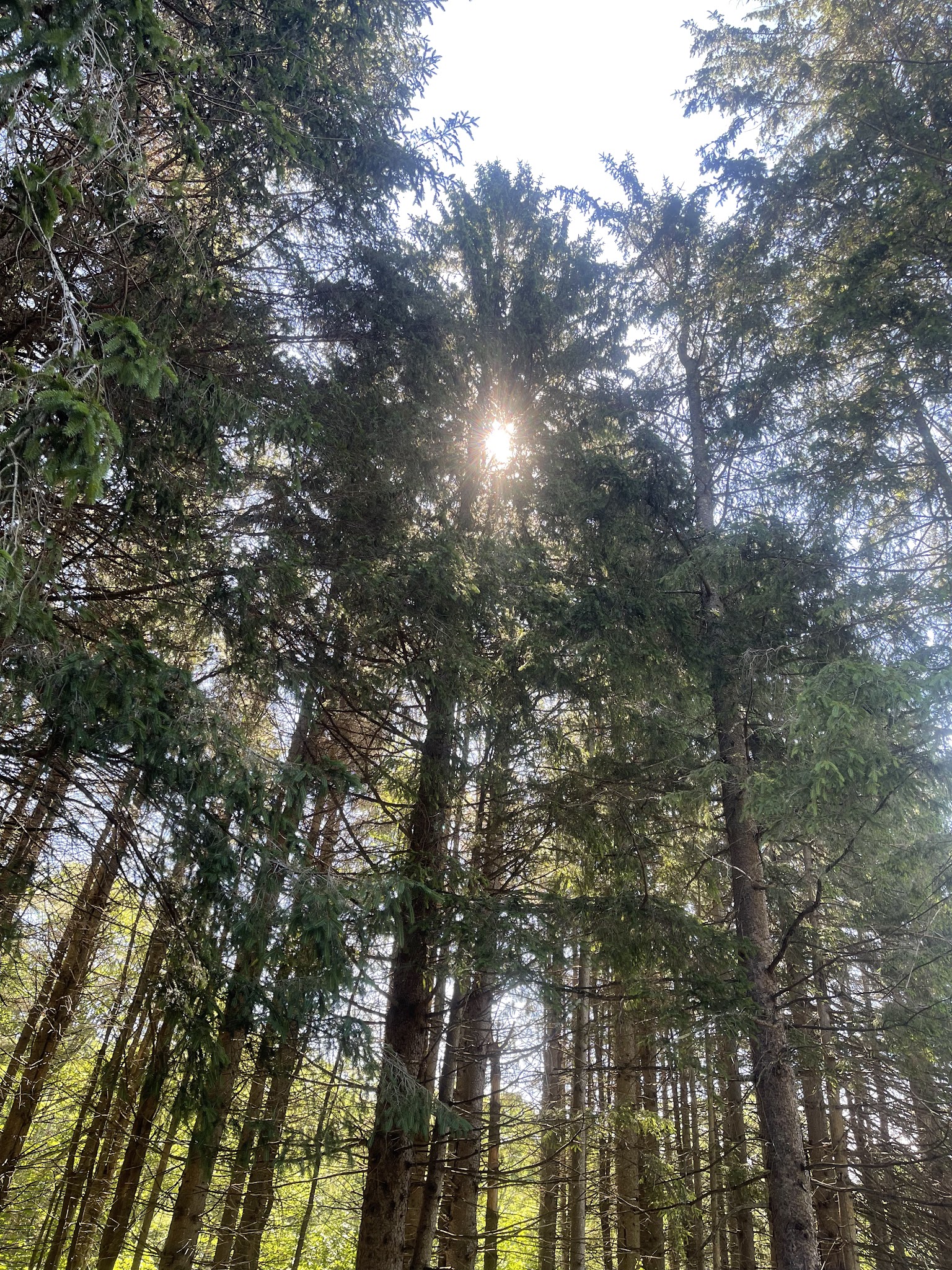 Bear Spring Mountain