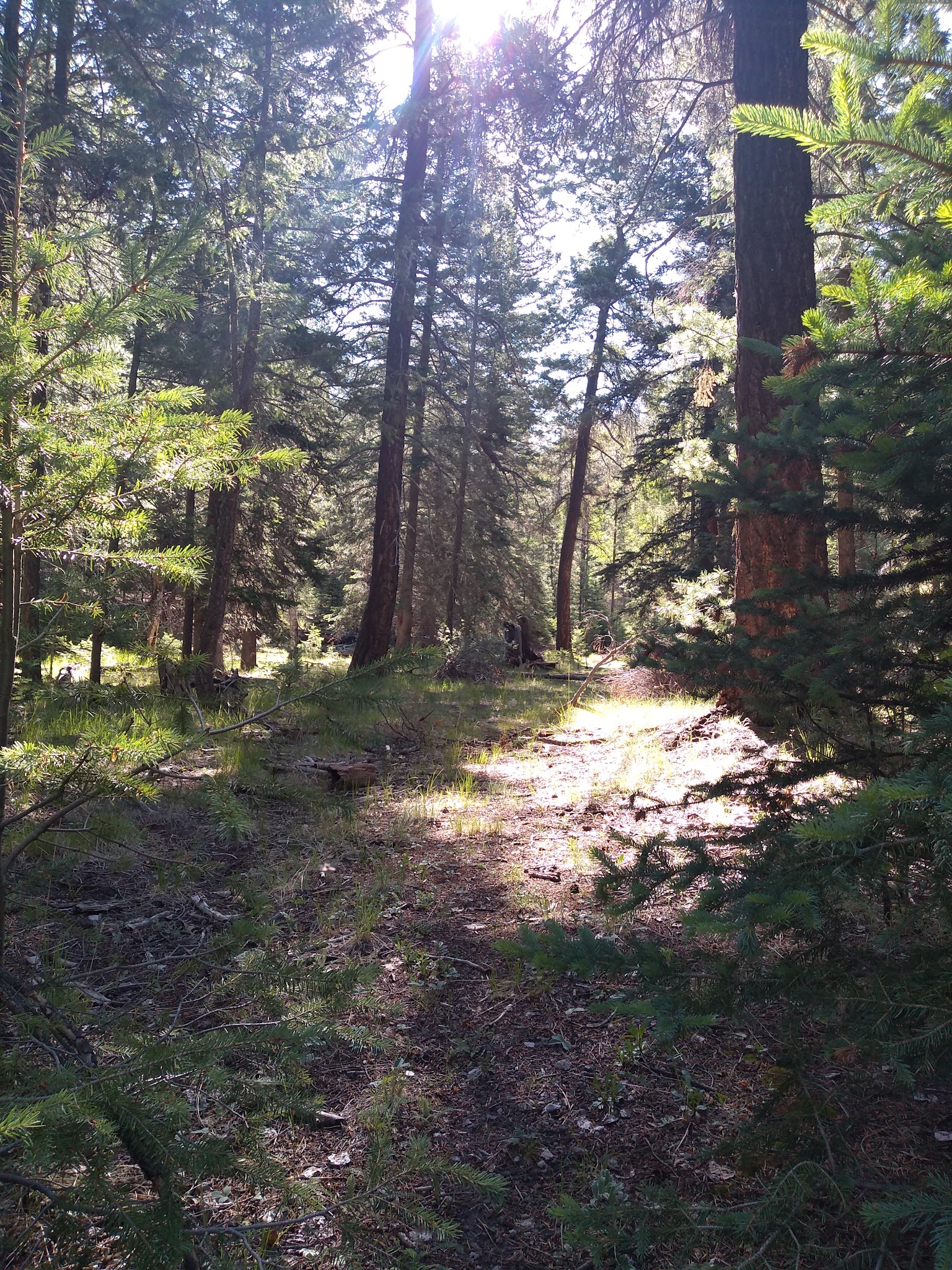 Bear Trap Campground