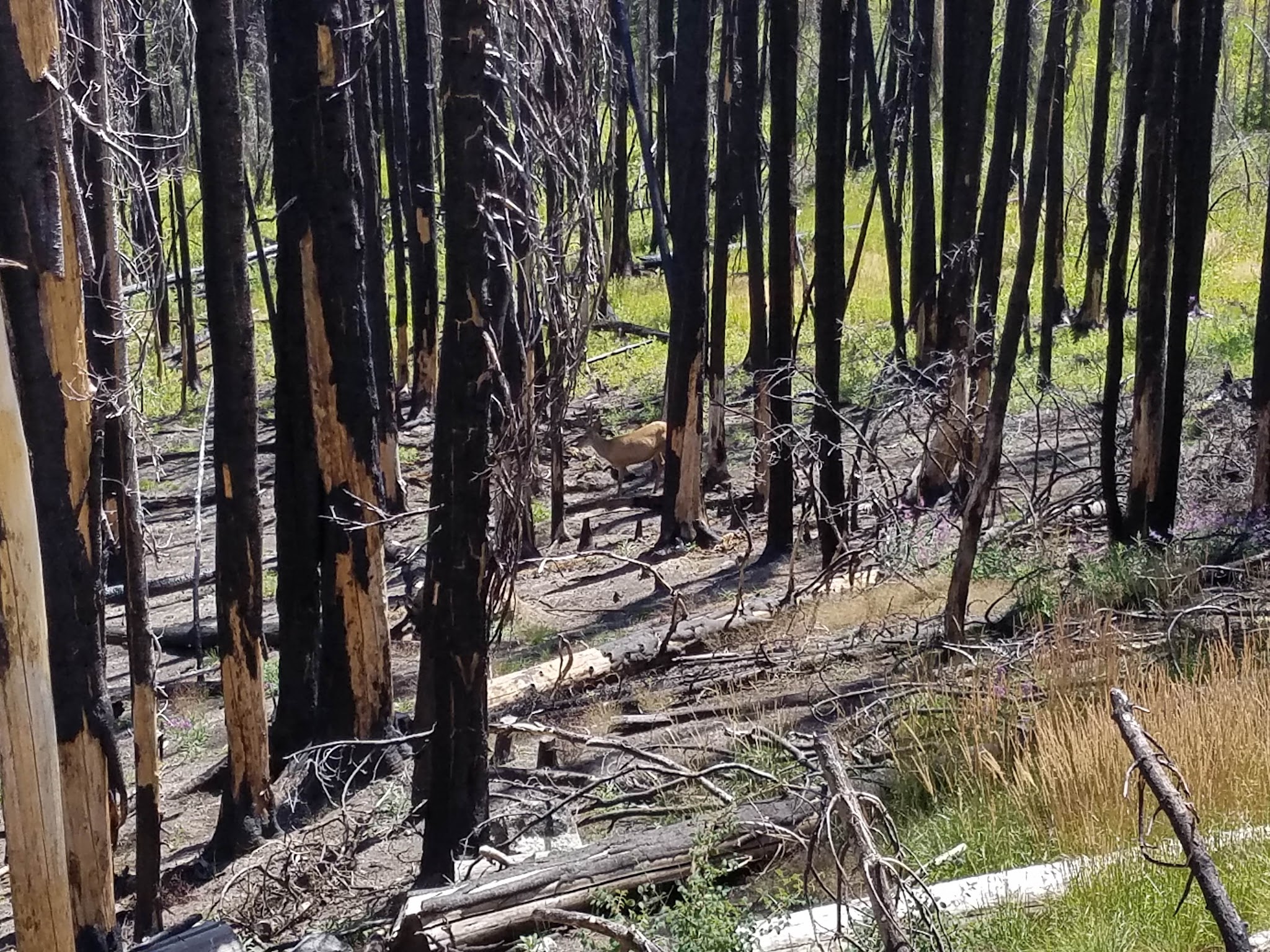 Bear Valley Campground