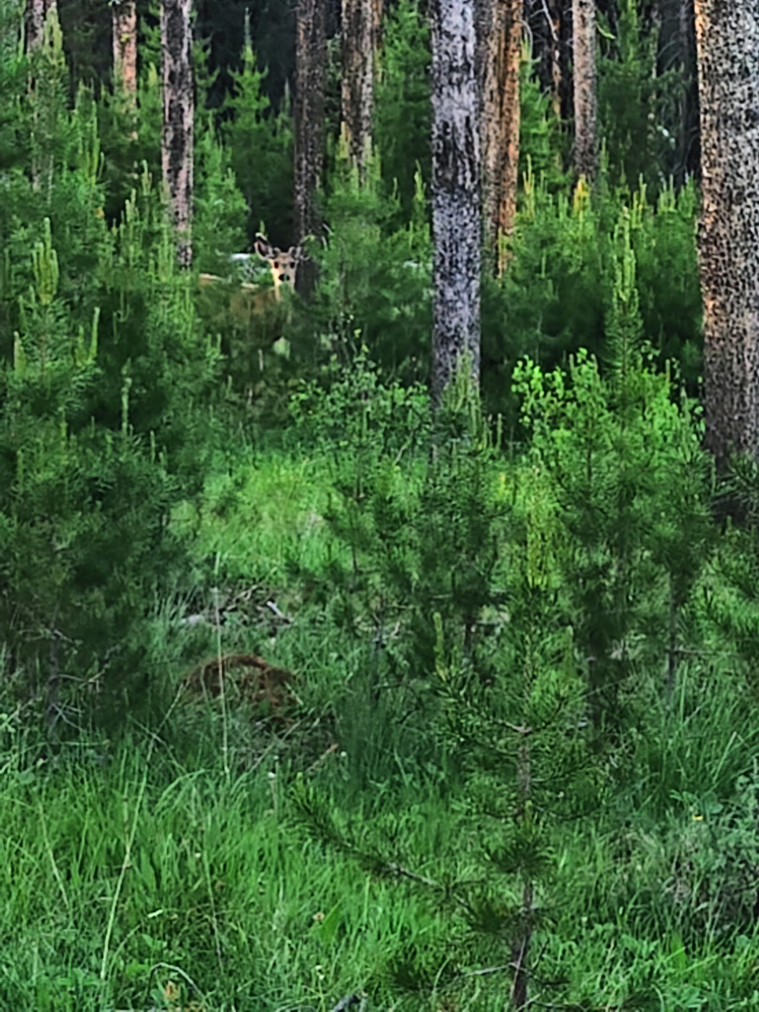 Bear Valley Campground