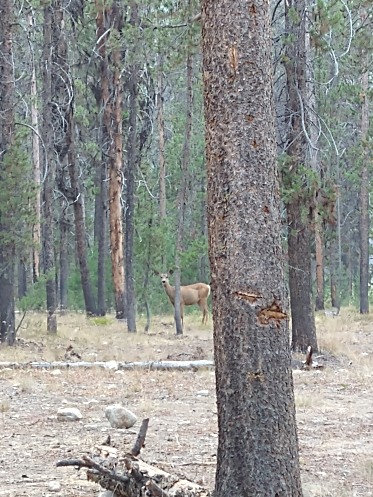 Bear Valley Campground