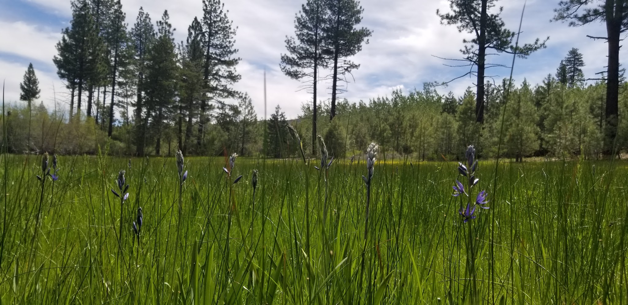 Bear Valley Campground