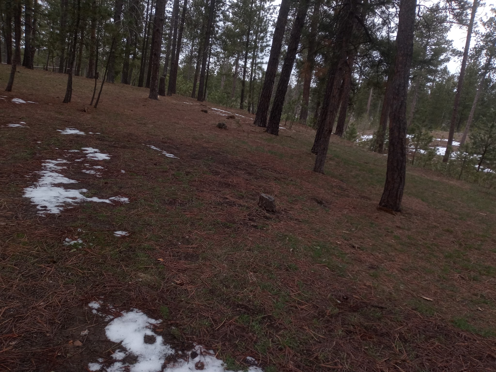 Bearlodge Campground