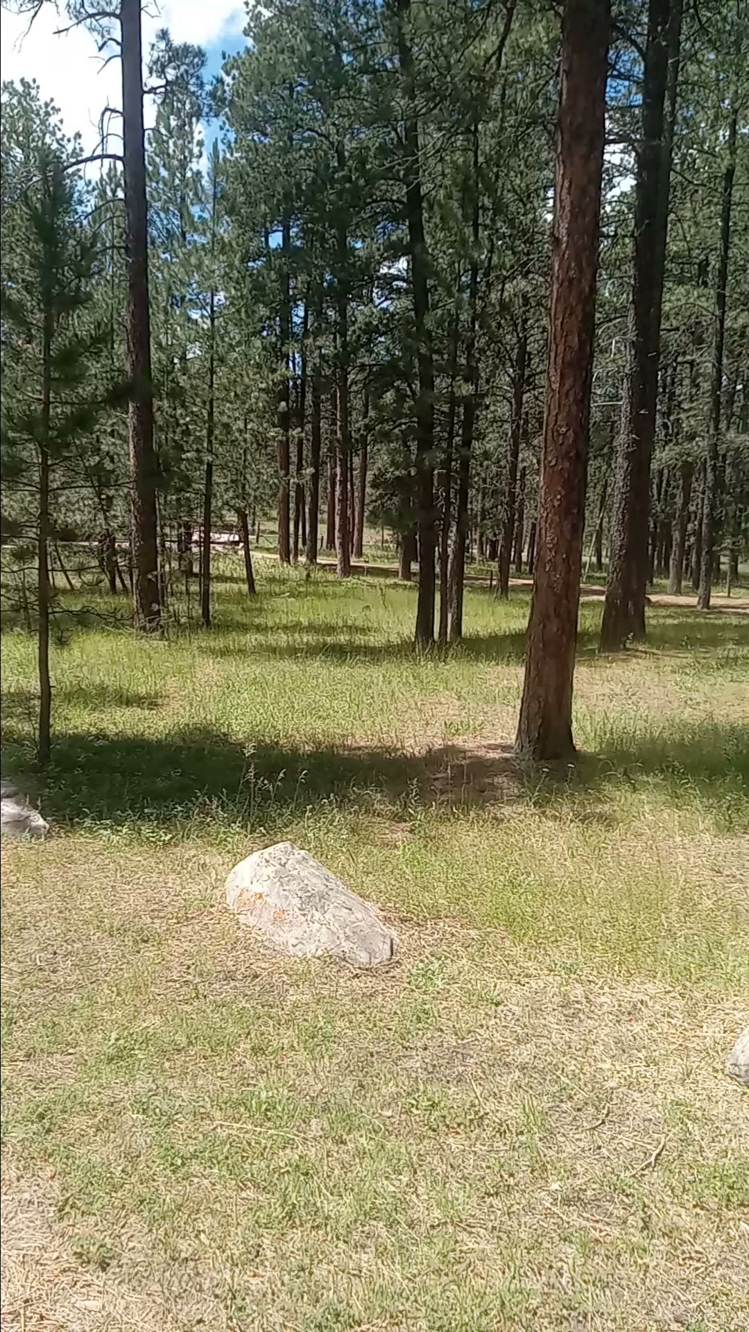 Bearlodge Campground