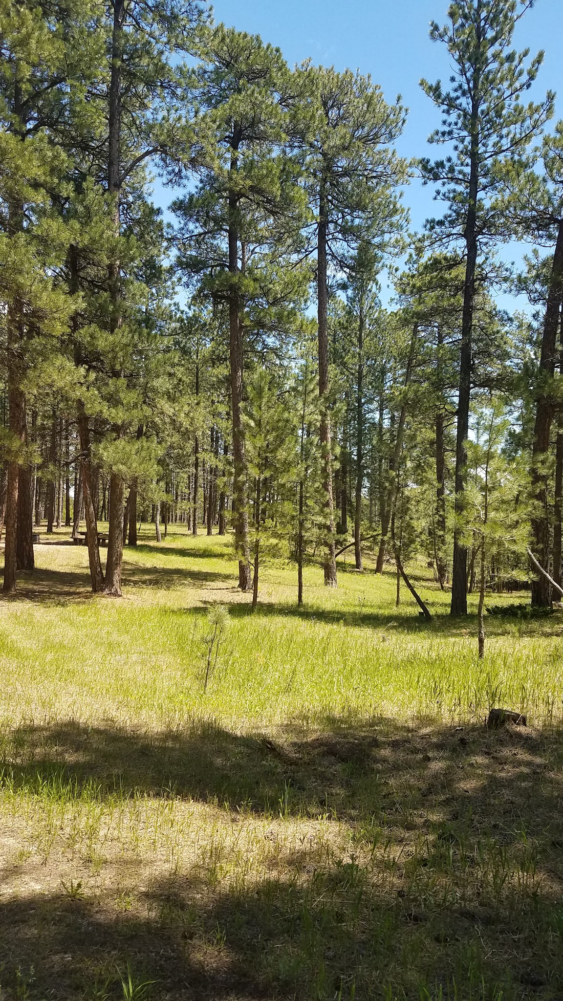 Bearlodge Campground