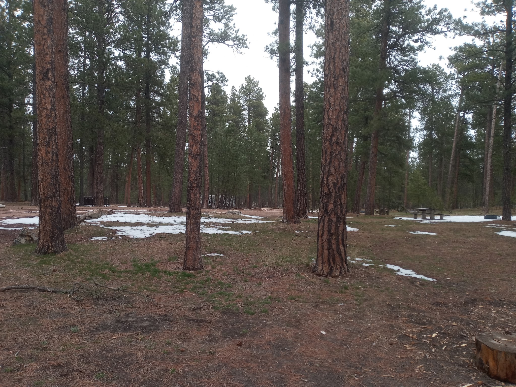 Bearlodge Campground