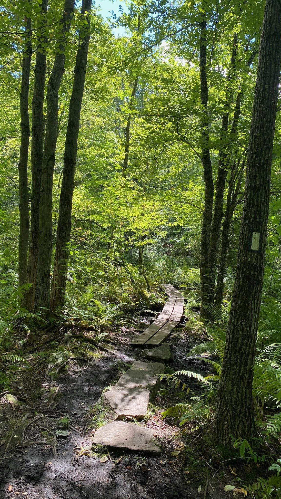 Beartown State Forest