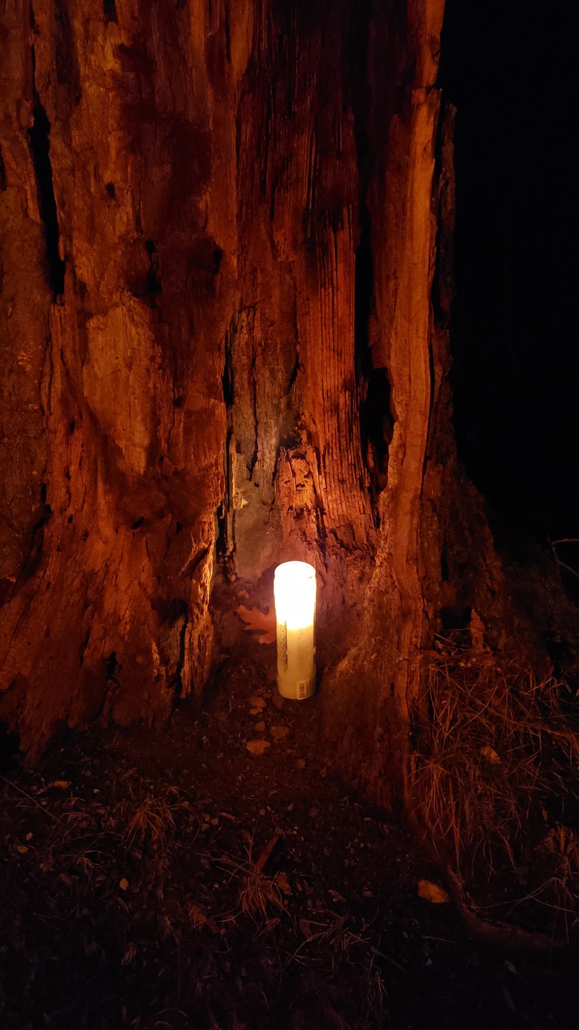 Beartown State Forest