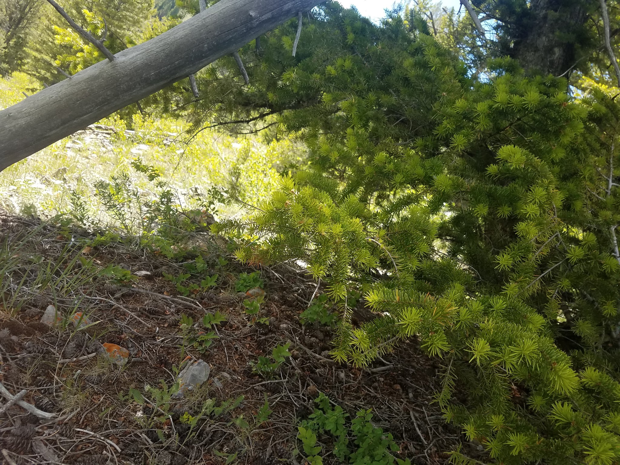 Beaver Creek Campground