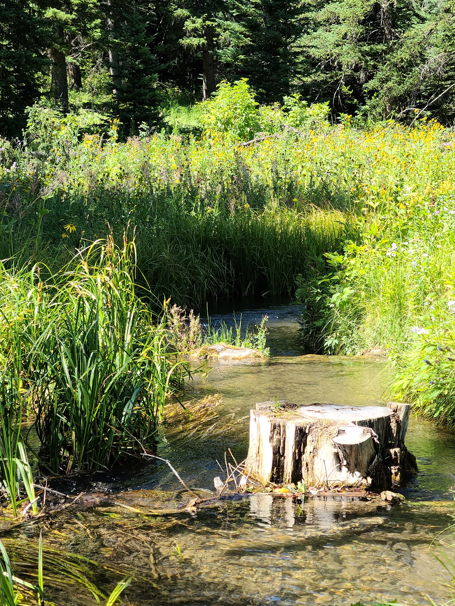 Beaver Creek Campground