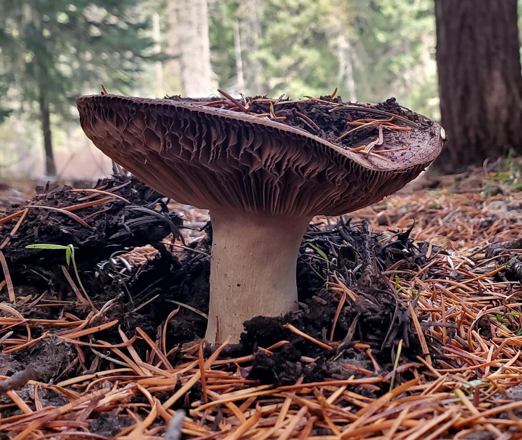 Beaver Dam Campground