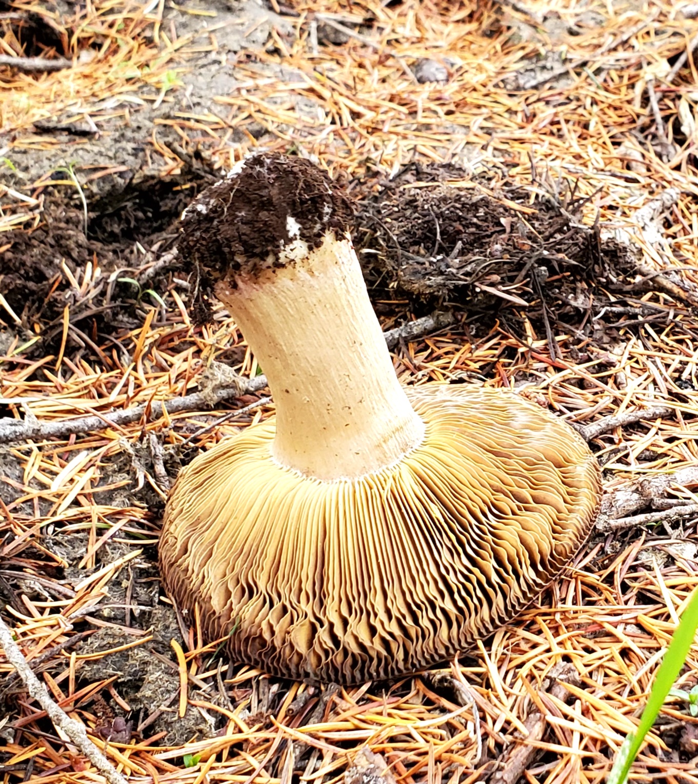 Beaver Dam Campground