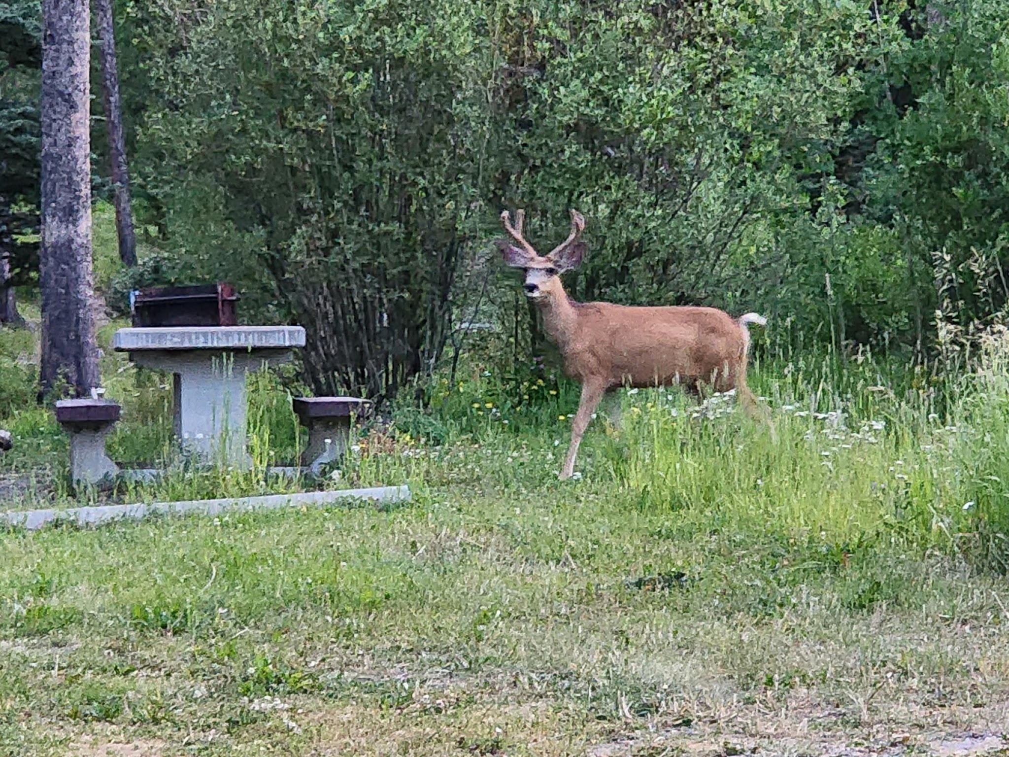 Beaverdam Campground And Picnic Area