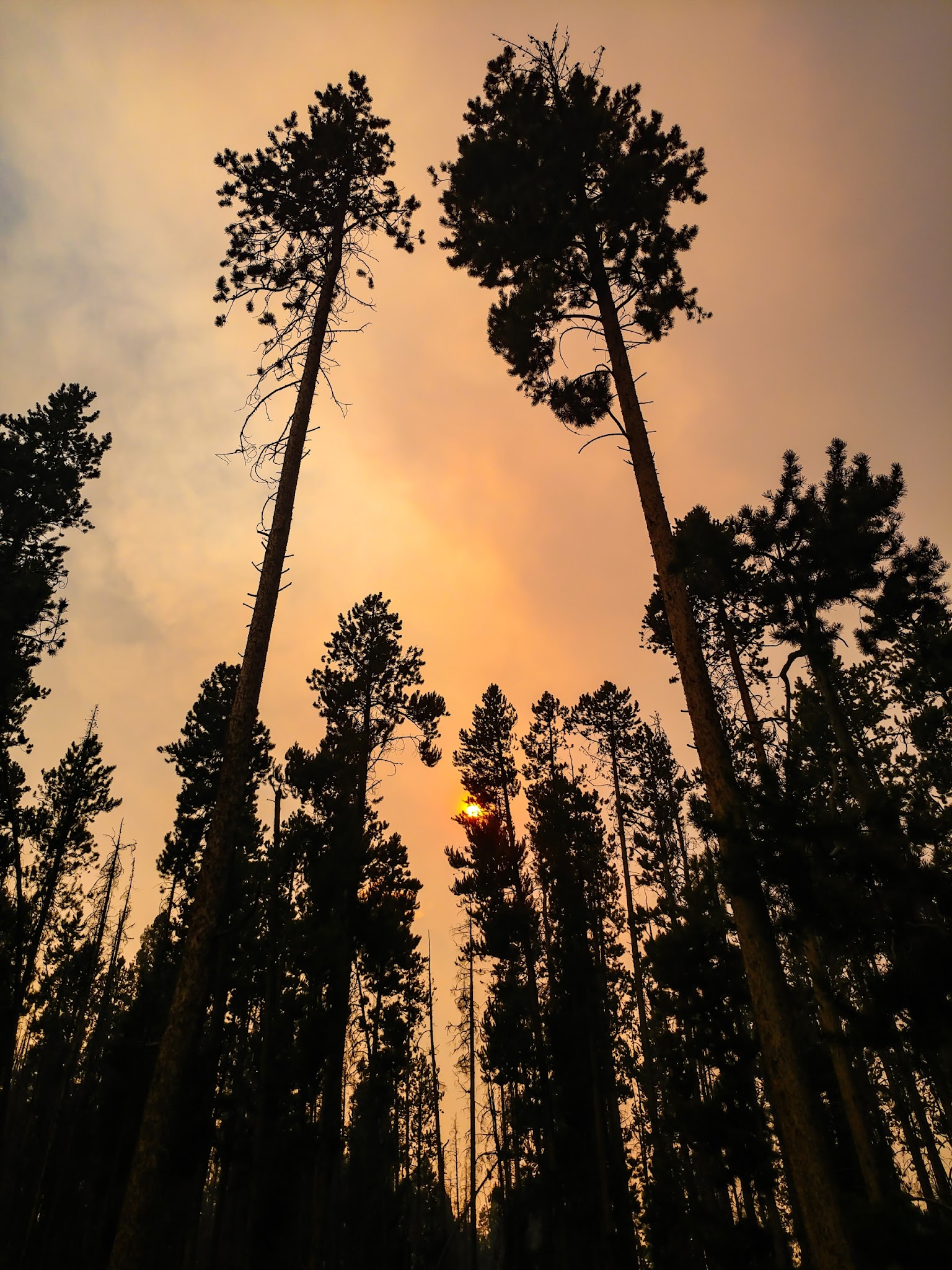 Beaverdam Campground And Picnic Area