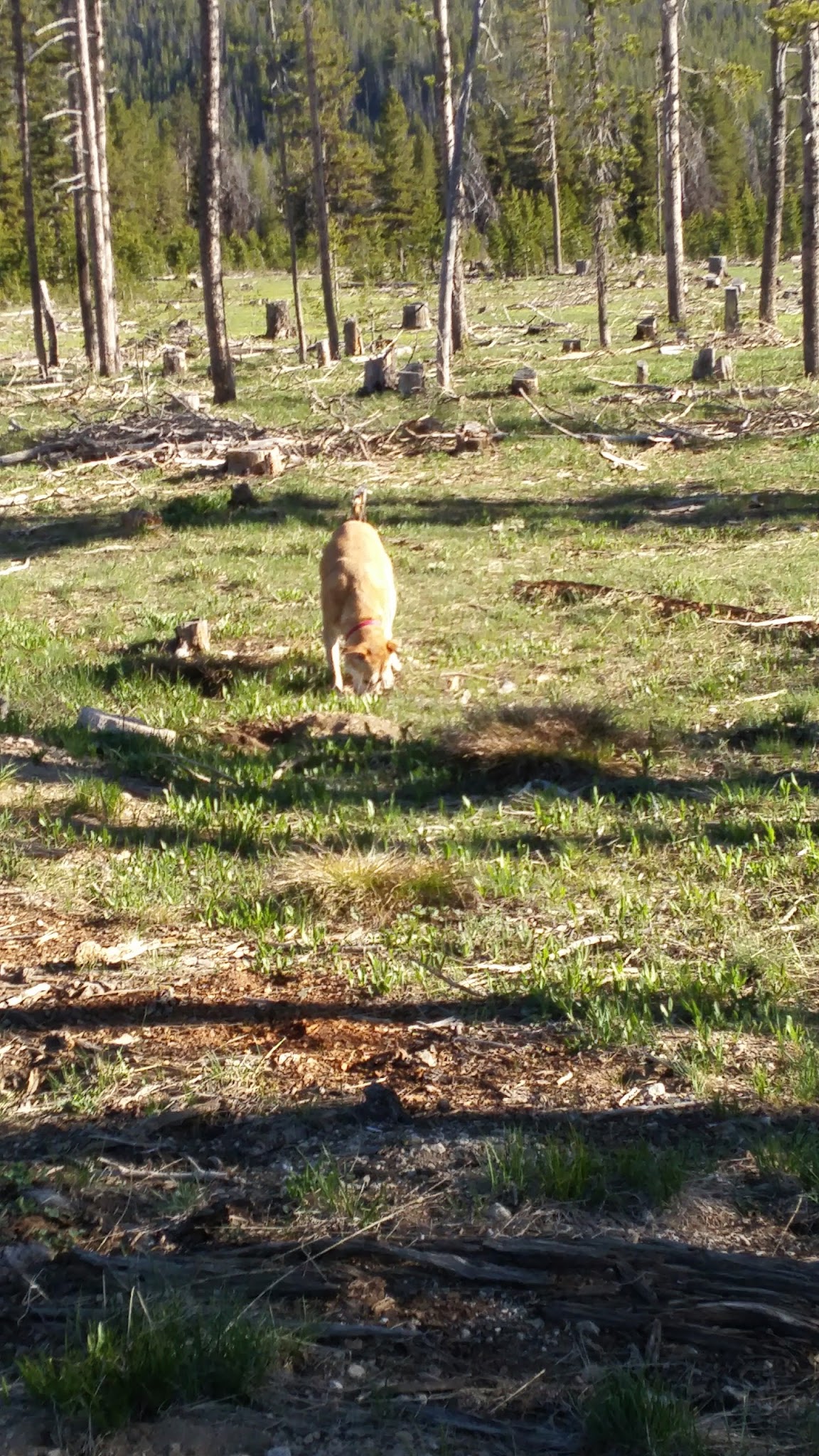 Bench Creek Campground