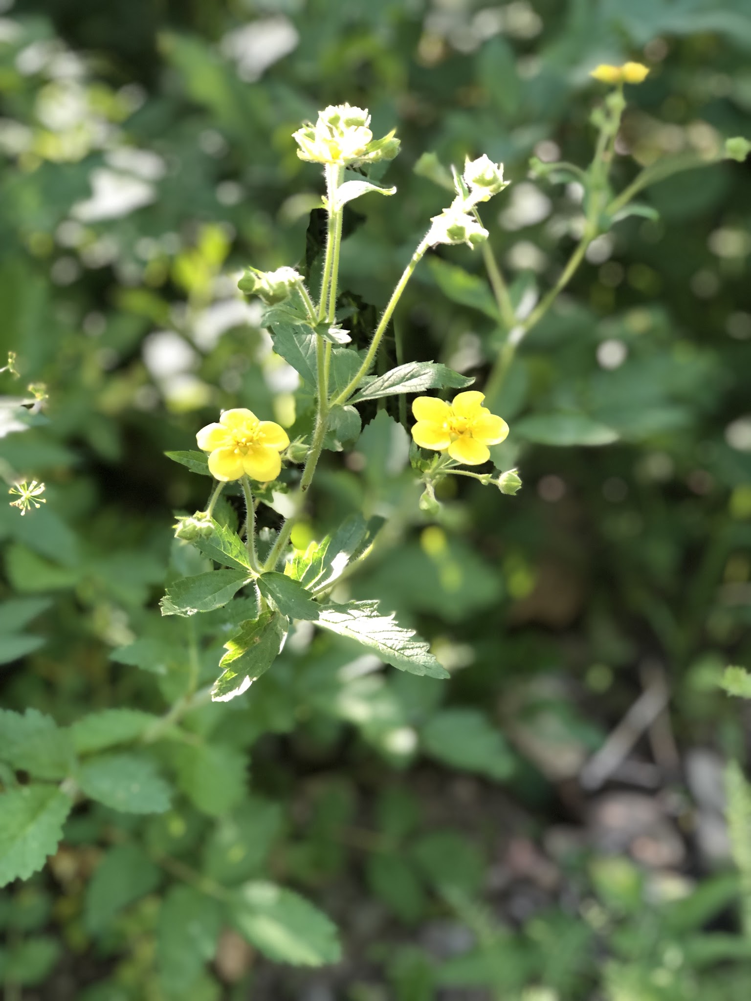 Bennett Springs Campground