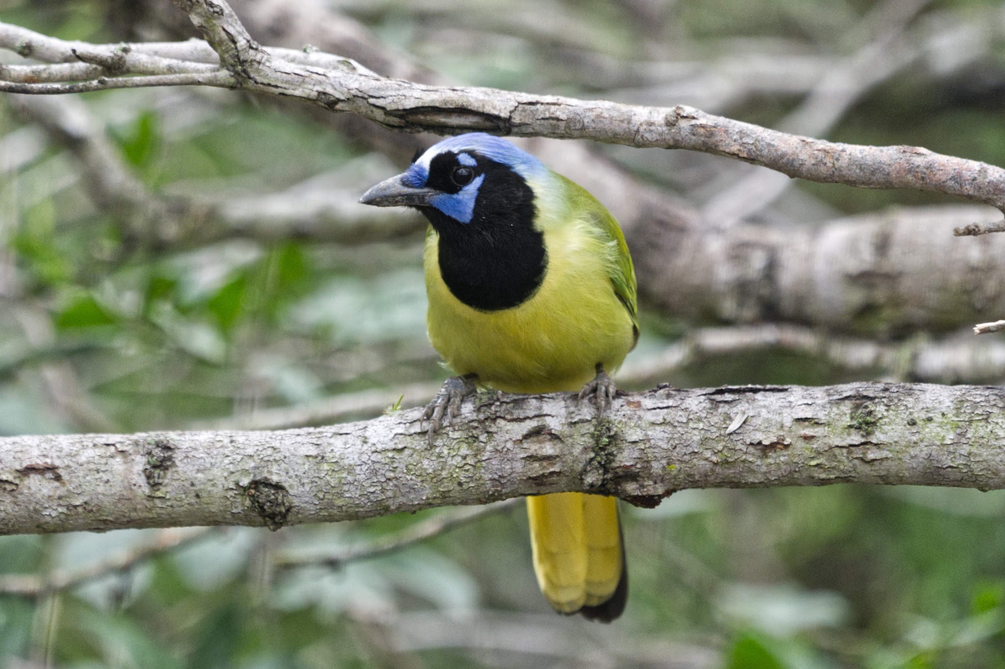 Bentsen-Rio Grande Valley State Park