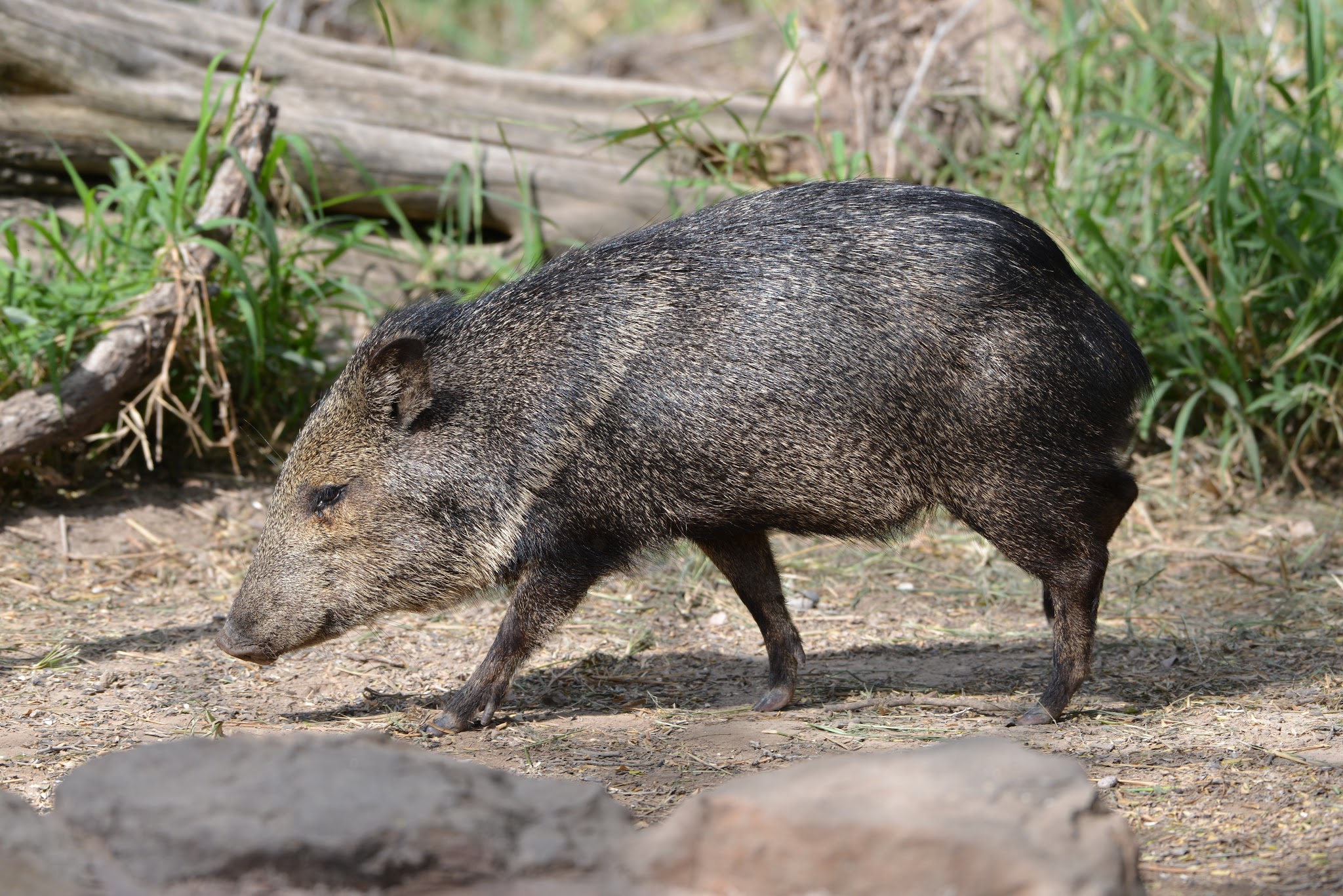 Bentsen-Rio Grande Valley State Park