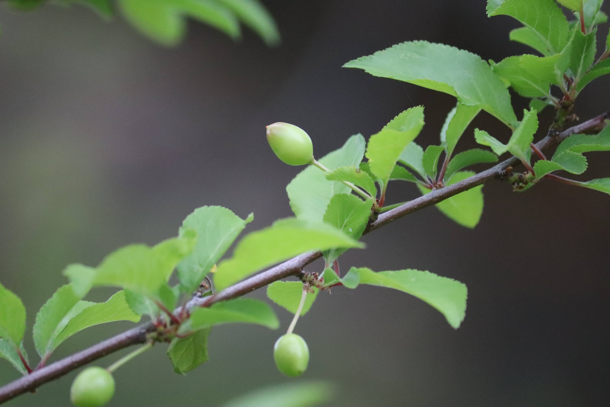 Big Bar Camping Area